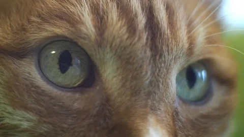 Macro close-up of the cat's eye. Stock-Footage 93180375