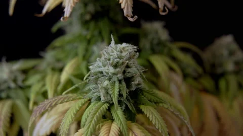 Macro close up of CBD THC cannabis crystals bud harvest cannabidiol Marihuana Stock Footage 159105219