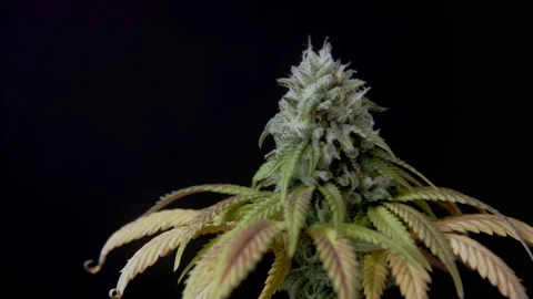 Macro close up of CBD THC cannabis crystals bud harvest cannabidiol Marihuana 스톡 동영상 159106691