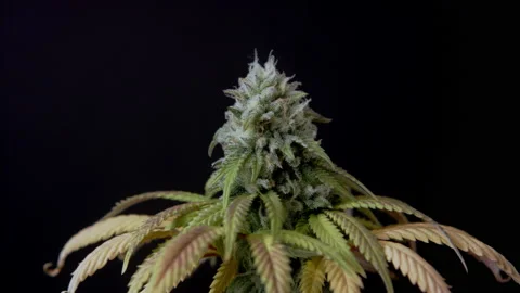 Macro close up of CBD THC cannabis crystals bud harvest cannabidiol Marihuana Stock Footage 159107050