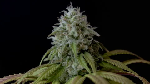 Macro close up of CBD THC cannabis crystals bud harvest cannabidiol Marihuana Stock Footage 159108119