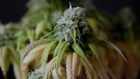 Macro close up of CBD THC cannabis crystals bud harvest cannabidiol Marihuana Vidéo 159109935
