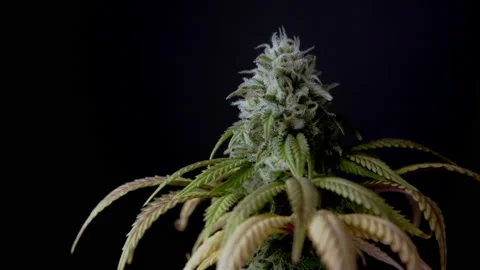 Macro close up of CBD THC cannabis crystals bud harvest cannabidiol Marihuana Stock Footage 159112784