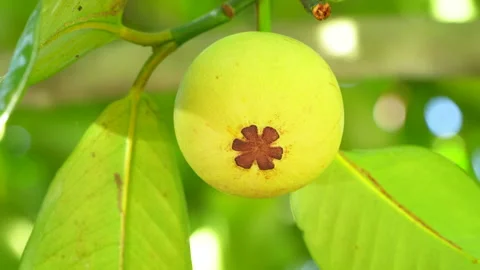 Macro Close Up of Centered Green Mangosteen Fruit Vídeos de archivo 337110633