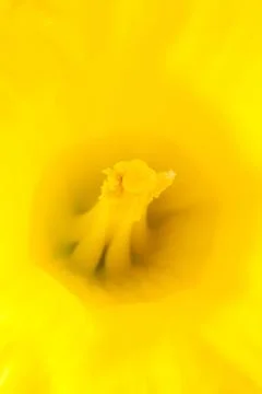 Macro close-up of the centre of a bright and vivid yellow daffodil flower Stock Photos