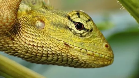 Macro Close Up of Changeable Lizard Blinking and Looking Around in Natural Habit Stock Footage 338241285