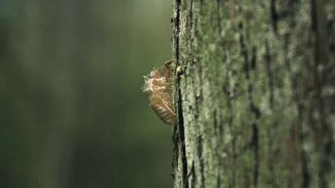 Macro Close Up Of A Cicada Exoskeleton Attached To A Rough Tree Bark Stock Footage 342003214