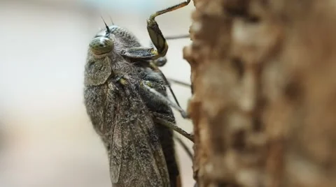 Macro close up Cicada insect on tree, 60 fps. Stock Footage 48567963