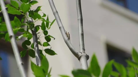 Macro Close-up of Cicada Resting on Gray Tree Branch in Sunlight Stock-Footage 337412157