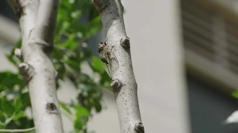 Macro Close-up of Cicada Resting on Textured Tree Branch Видео 337413158