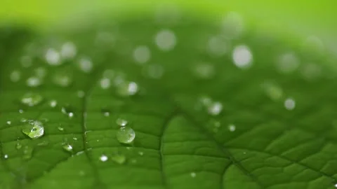 Macro Close Up Of Clear Water Droplets Resting On A Green Leaf Stock Footage 342233200