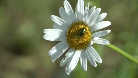 Macro close up closeup view chamomile with green dock leaf beetle sunny weather Stock Footage