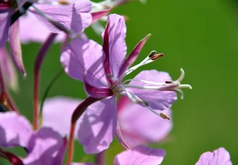 Macro close up closeup view to fireweed (Chamaenerion angustifolium) Stock Photos