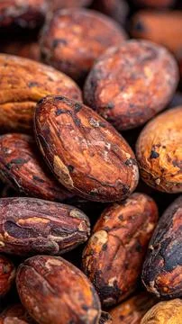 Macro close up cocoa beans showing natural organic food texture and detail Stock Photos