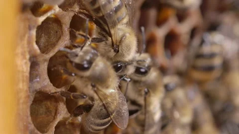 Macro close up colony of bees Stock Footage 161914268
