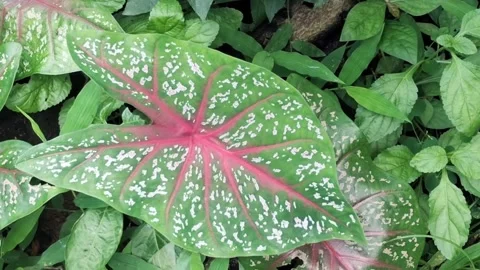 Macro close-up of colorful Caladium leaf with pink veins and white spots Stock Footage 346281538