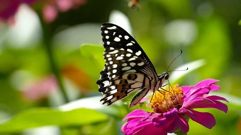 Macro close up of a colourful butterfly Stock Footage 75991339