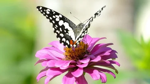 Macro close up of a colourful butterfly Stock Footage 75991933