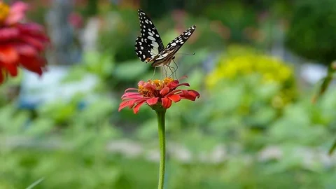 Macro close up of a colourful butterfly Stock Footage 75992088