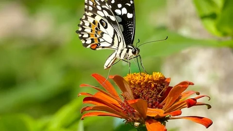 Macro close up of a colourful butterfly Stock Footage 75992218