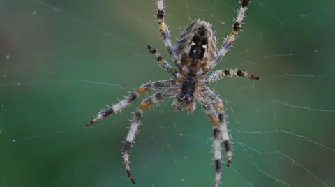 Macro close-up, colourful spider sitting still in centre of web. HD 1080p 24fps. Stock Footage 22706228