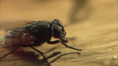 Macro Close Up of Common Housefly, Detailed Insect View, 4K Stock Footage 337054997