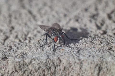 Macro Close-Up of a Common Housefly on a Textured Stone Surface Stock Photos