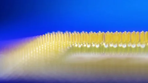 Macro Close-Up Of Computer Processor CPU On Blue Background. Stock Footage 98998015