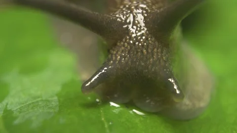 Macro close-up of copse snail (Arianta arbustorum) on leaf surface Stockbeeldmateriaal 332265111