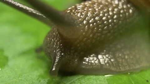 Macro close-up of copse snail (Arianta arbustorum) on leaf surface 库存影片 332265145