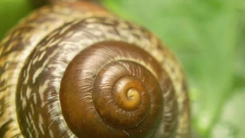 Macro close-up of copse snail (Arianta arbustorum) shell on leaf surface Stock Footage 332265163