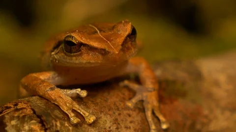 Macro close up of coqui frog in a forest rack focus!! Stock Footage 108075003