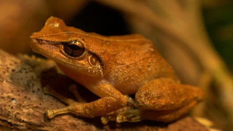 Macro close up of coqui frog in a forest rack focus!! Stock Footage 108075052