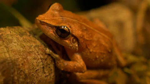 Macro close up of coqui frog in a forest rack focus!! Stock Footage 108075074