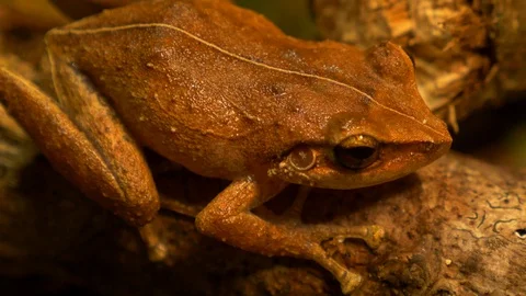 Macro close up of coqui frog in a forest rack focus!! Stock Footage 108075087