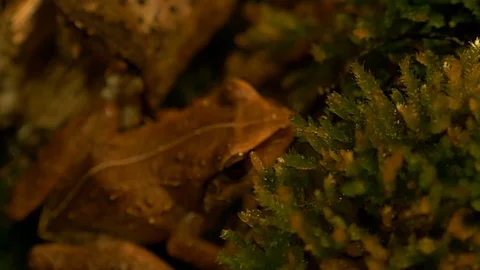 Macro close up of coqui frog jumping away from camera Stock Footage 108075067
