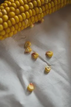 Macro close-up of corn cob and scattered kernels on white fabric Stock Photos
