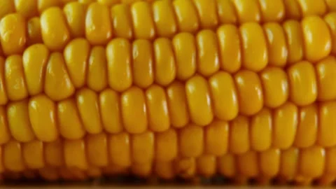 Macro Close Up of Corn Cob Texture with Slow Horizontal Camera Slide. Stock Footage 340028486