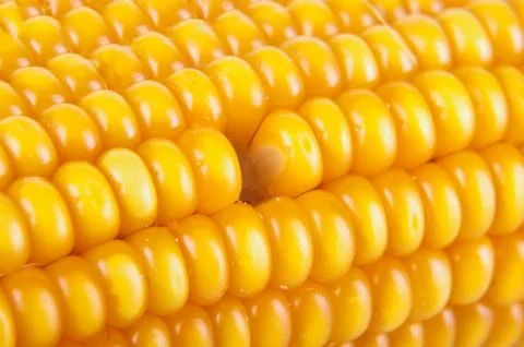 Macro close up of corn texture missing single kernel Foto stock