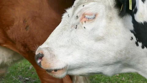 Macro close-up of cow’s eye with flies resting on eyelid and surrounding fur Stock Footage 318925389