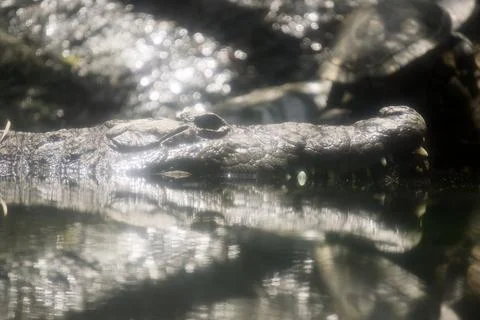 Macro Close Up Crocodile Head Submerged in Water with Bright Reflections Stock Photos