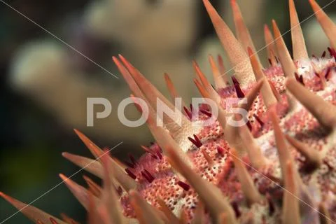 Macro close-up of Crown-of-thorns starfish (Acanthaster planci) Stock Photos