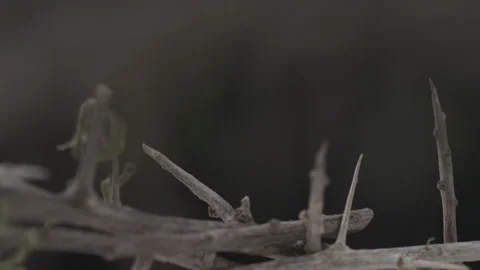 Macro Close up of  Crown of Thorns in Studio Light with Dark Blurred Background Stock Footage 208781751
