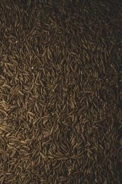 Macro close up of cumin seeds, selective focus Stock Photos