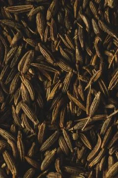 Macro close up of cumin seeds, selective focus Stock Photos