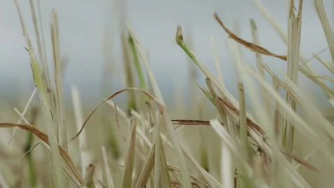 Macro Close-up of Cut Wheat Stubble Видео 334922158