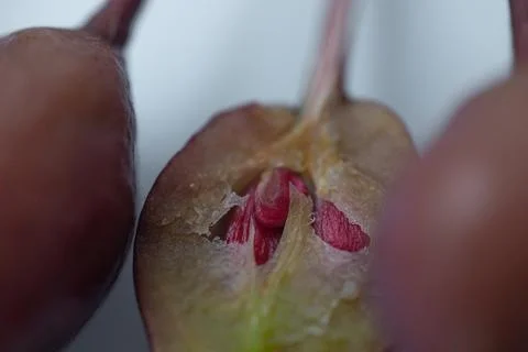 A macro close-up of a cut wild apple showing the translucent flesh. Stock Photos