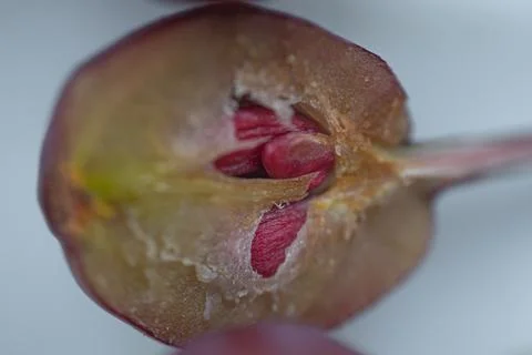 A macro close-up of a cut wild apple showing the translucent flesh. Photos