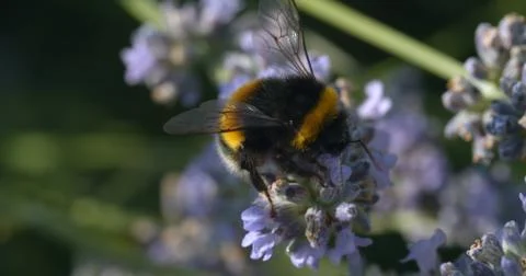 Macro close up of a cute bee sat on lavender Stock Photos