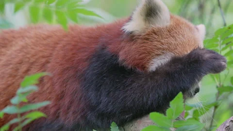 Macro close up of cute sleepy red bear cat or red panda wake up in tree in Stock Footage 159127430